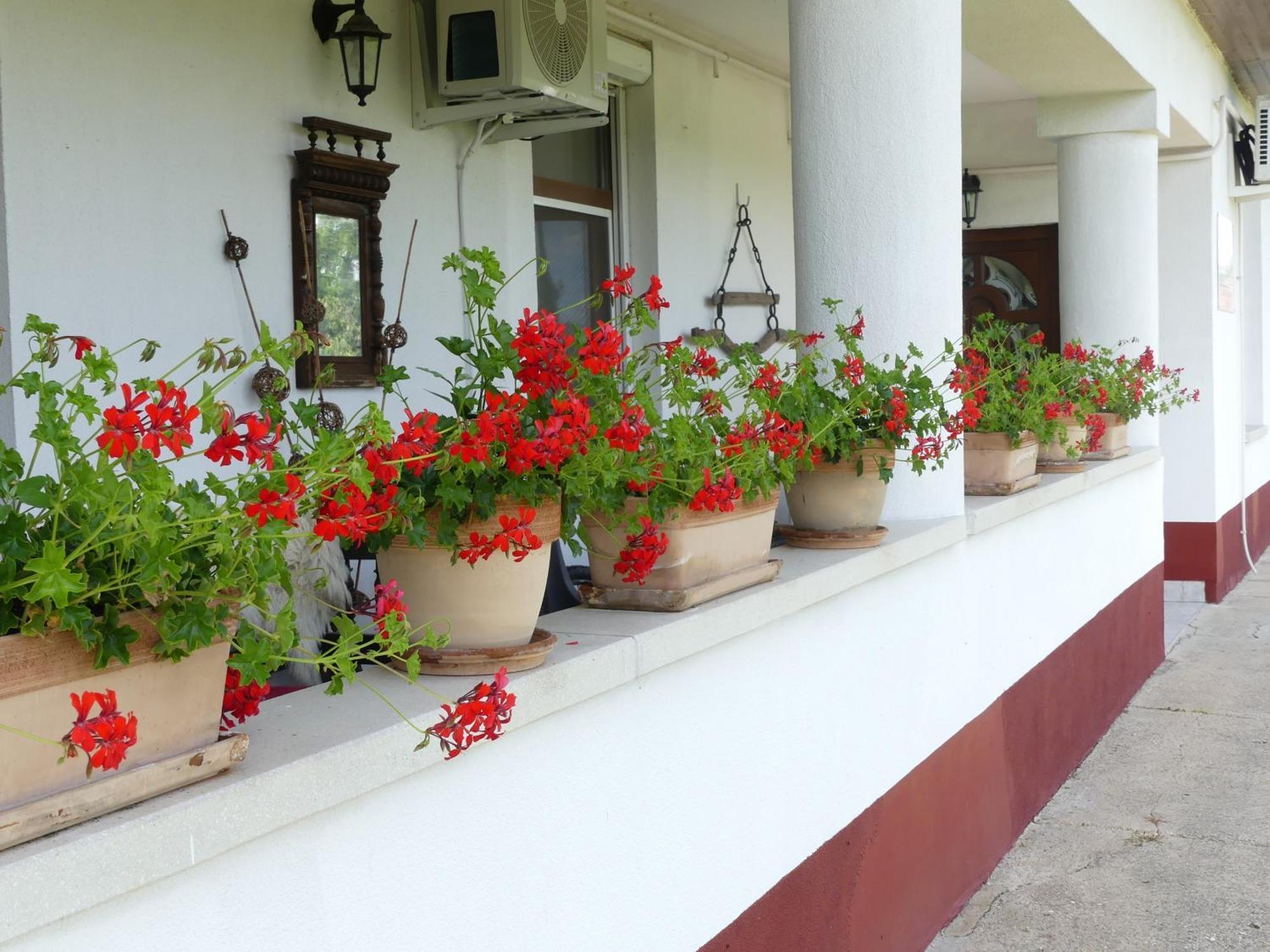 Tisza White House Bed and Breakfast Tiszaszolos Exteriör bild